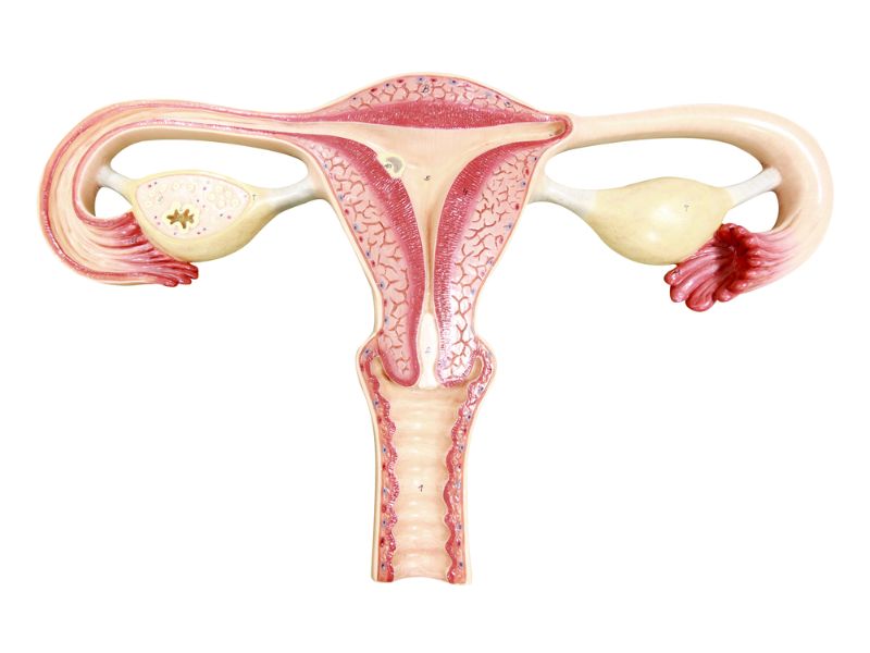 The role of the fallopian tubes in conception